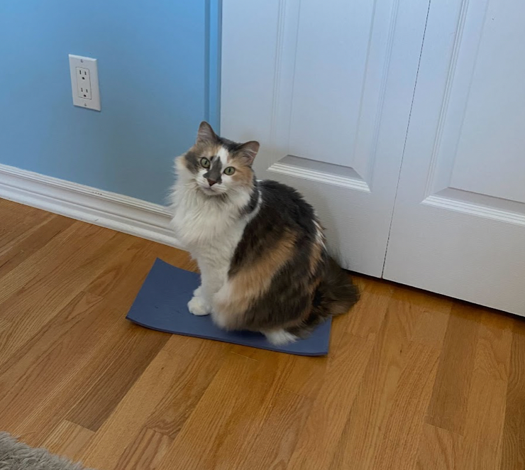 Biiiig Stretch! Cat Yoga mat